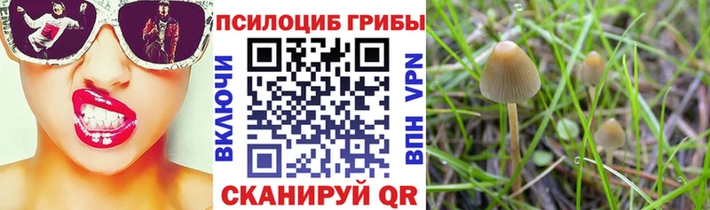 Галлюциногенные грибы Cubensis  продажа наркотиков  Санкт-Петербург 